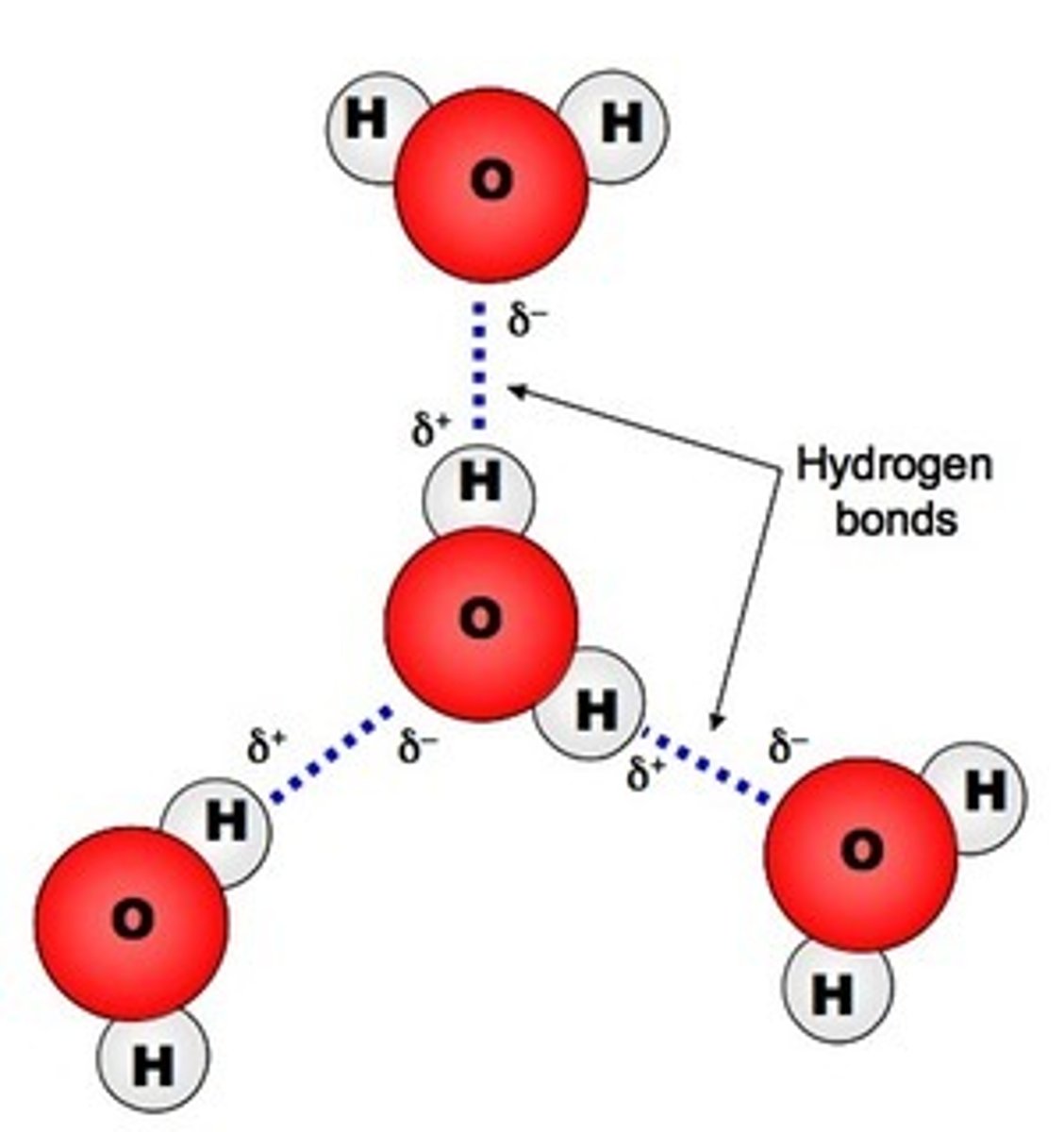 <p>1. oxygen = slight negative charge + hydrogens = slight postive charge (attached by polar covalent)</p><p>2. hydrogen bond = connects negative oxygen + postive hydrogen</p>
