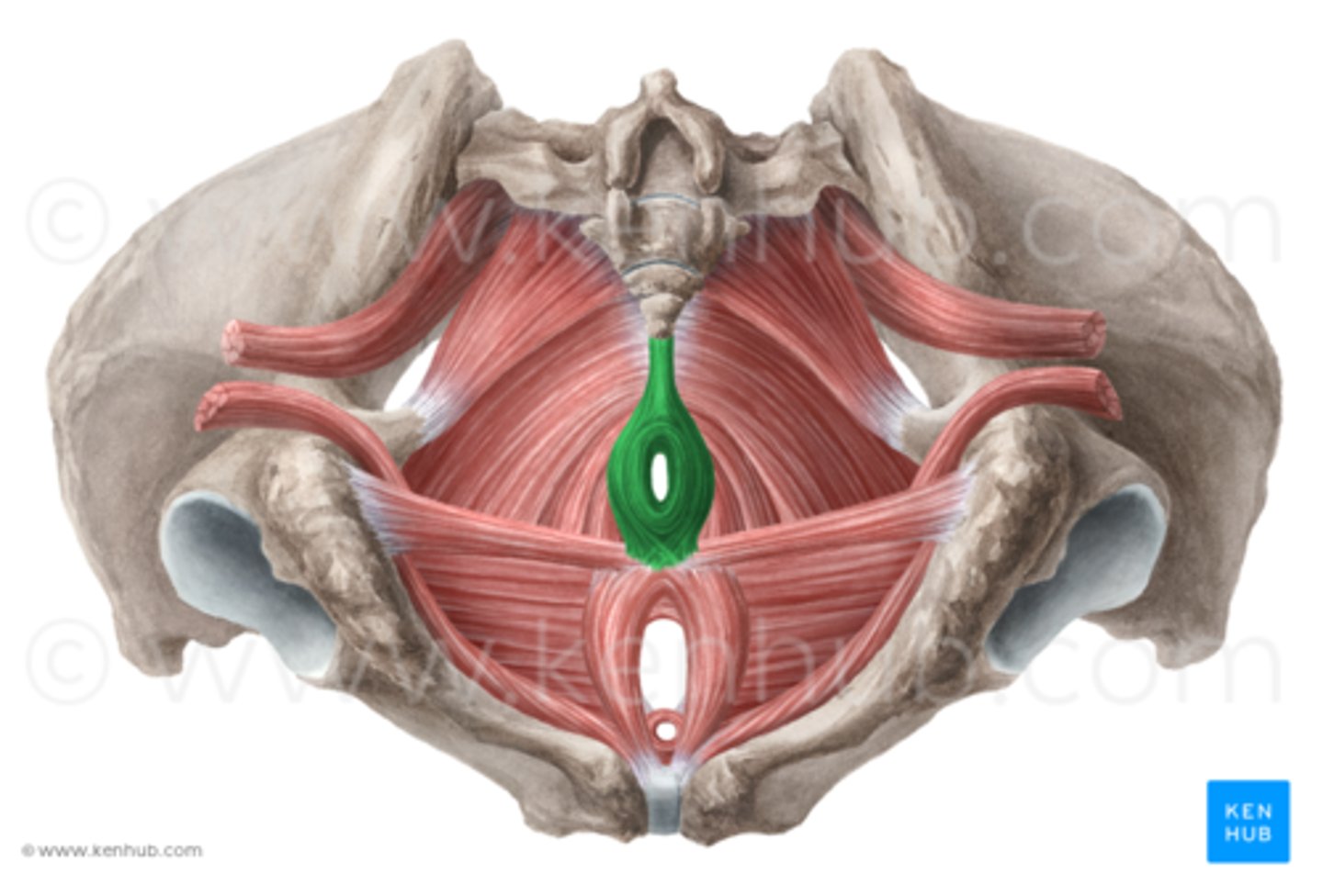 <p>Welke spier is dit?</p>
