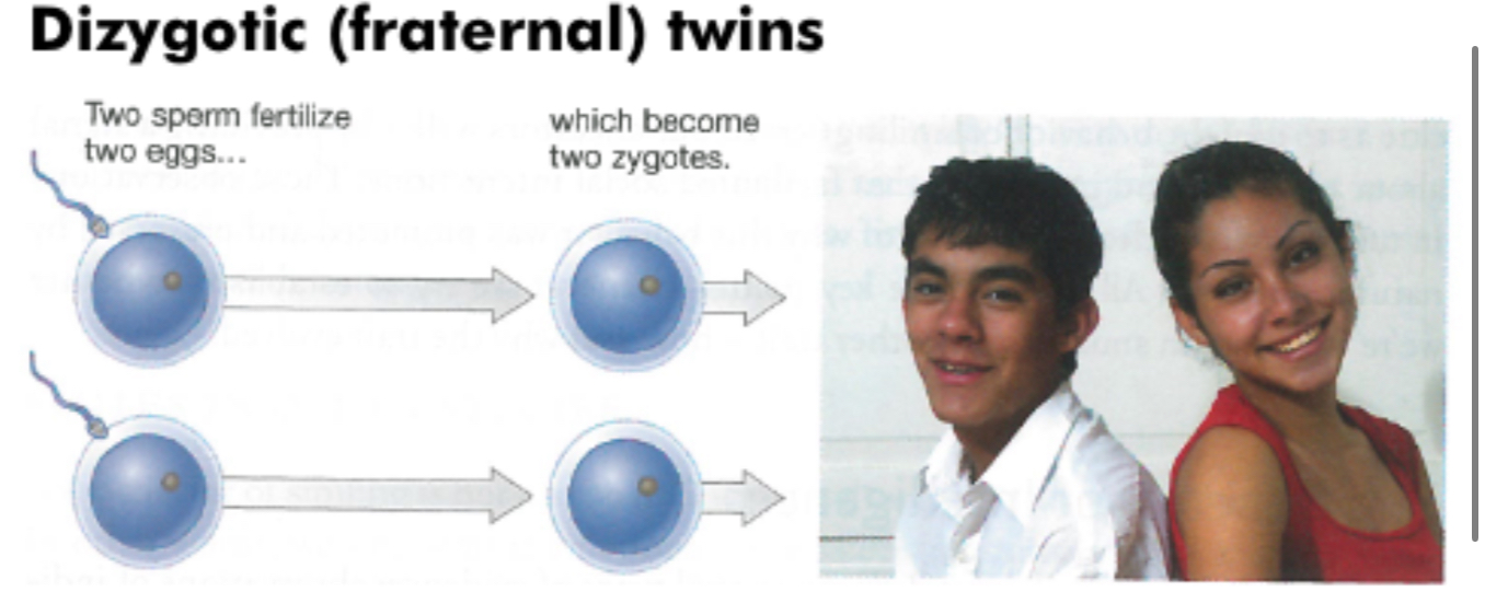 <p>Two sperms fertilize two eggs</p>
