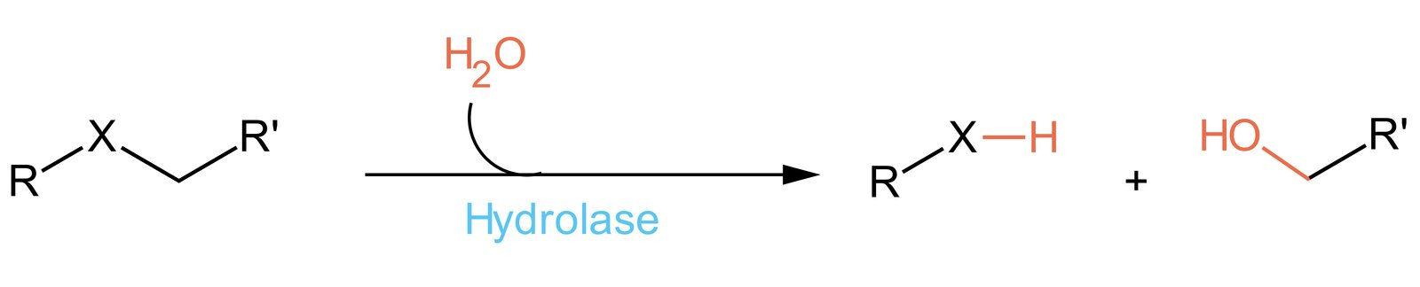 <p>A. Hydrolases</p>