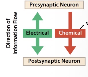 <p>What is a chemical and electrical synapse?</p>