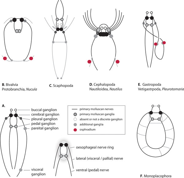 <ul><li><p>Brain</p></li><li><p>Model system for nerve impulses - giant fibers&nbsp;</p></li></ul><p></p>