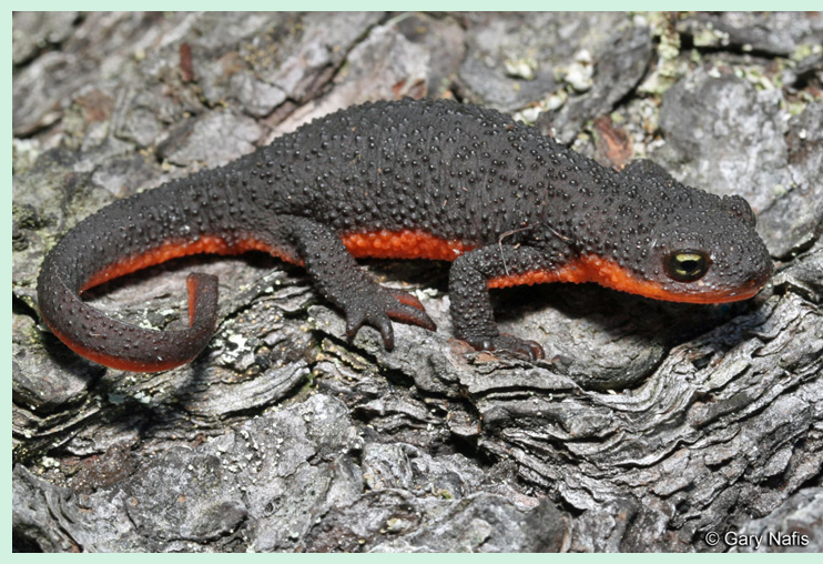 <p></p><ul><li><p>Rough-skinned newt</p></li><li><p>Body brown above and orange below</p></li><li><p>dark under eye</p></li><li><p>eyes do not reach outline of head</p></li><li><p>unken reflex</p></li></ul><p></p>