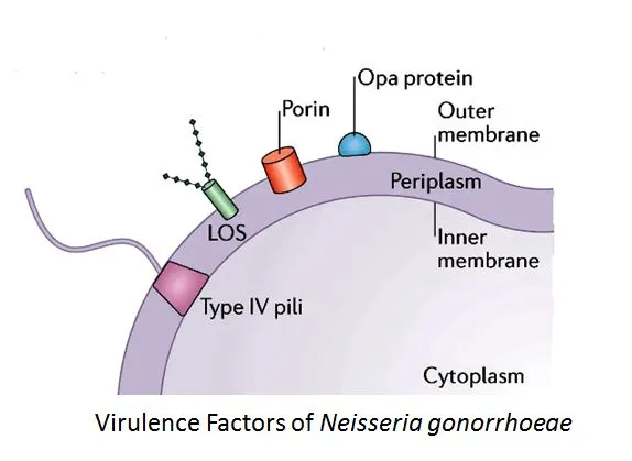 <ul><li><p><span>LOS is displayed on the surface of the bacterial cell</span></p></li><li><p><span>Analogous to LPS in other Gram negatives</span></p></li><li><p><span>Recognized by TLR4</span></p></li><li><p><span>Endotoxin</span></p></li><li><p><span>Highly stimulatory to the human immune system</span></p></li><li><p><span>Protects against antimicrobial peptides</span></p></li><li><p><span>Adheres to the asialoglycoprotein receptor on urethral cells</span></p></li></ul><p><span>Specific LOS modifications (certain sugars) prevent complement deposition and phagocytosis</span><br>antigenic variation: <span>Strains of the same species produce different LOS glycoforms by changing the expression of the glycosyltransferases they use.</span></p>