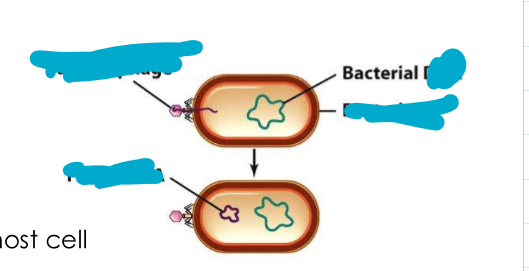 <p>bacteriophage replication</p>