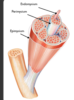 <p>intramuscular connective tissue that wraps around the muscle </p>