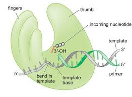 <p>-clamping down on a good fit</p><p>-<strong><mark>responsible for binding nucleotides and positioning the template DNA in the active site</mark></strong>.&nbsp;</p><p><strong>How does the fingers subdomain work?</strong></p><ul><li><p>The fingers subdomain interacts with the template base and the nucleoside triphosphate (dNTP).&nbsp;</p></li><li><p>The fingers subdomain positions the template DNA in the active site.&nbsp;</p></li><li><p>The fingers subdomain is involved in the interactions between the existing template base and the nucleoside triphosphate being inserted</p></li></ul><p></p>