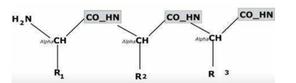 <p>Succession d’acides aminés liés par des liaisons amide (CO-HN) entre l’extrémité COOH d’un premier AA avec l’extrémité NH2 de l’AA suivant.</p>