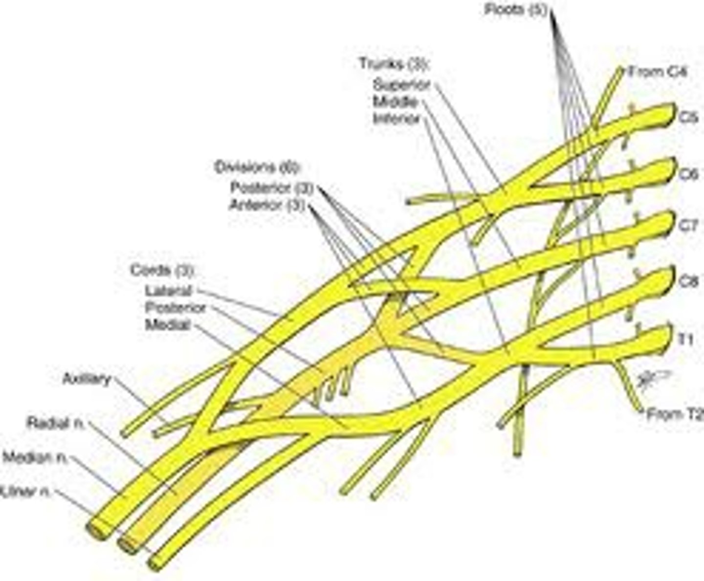 <p>C5-T1 (most complicated)</p><p>- spinal cord > 6 roots > 3 trunks > 2 division > 3 cords > nerves (read the damn cadaver notes)</p><p>- nerves come off of cords with specific names and functions</p><p>roots (C5-T1)</p><p>trunks (superior, middle, inferior)</p><p>division (anterior &amp; posterior)</p><p>cords (posterior, lateral, medial)</p>