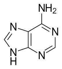 * one of the four nitrogenous bases found in DNA and RNA. 
* a purine base, along with guanine, and is paired with thymine in DNA or uracil in RNA
* fundamental component of genetic material 
* found only in FAD