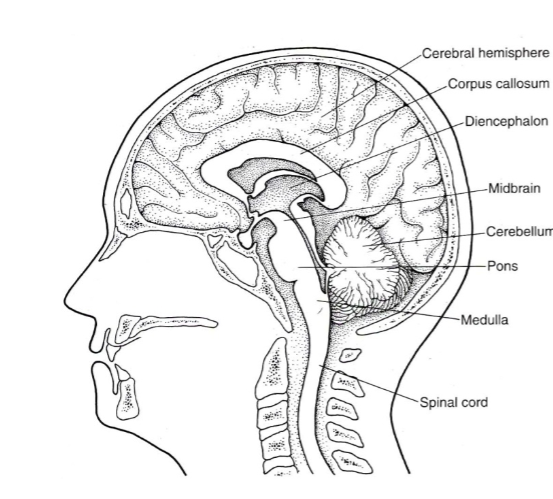 <p>Vision, arousal, and temp regulation</p>