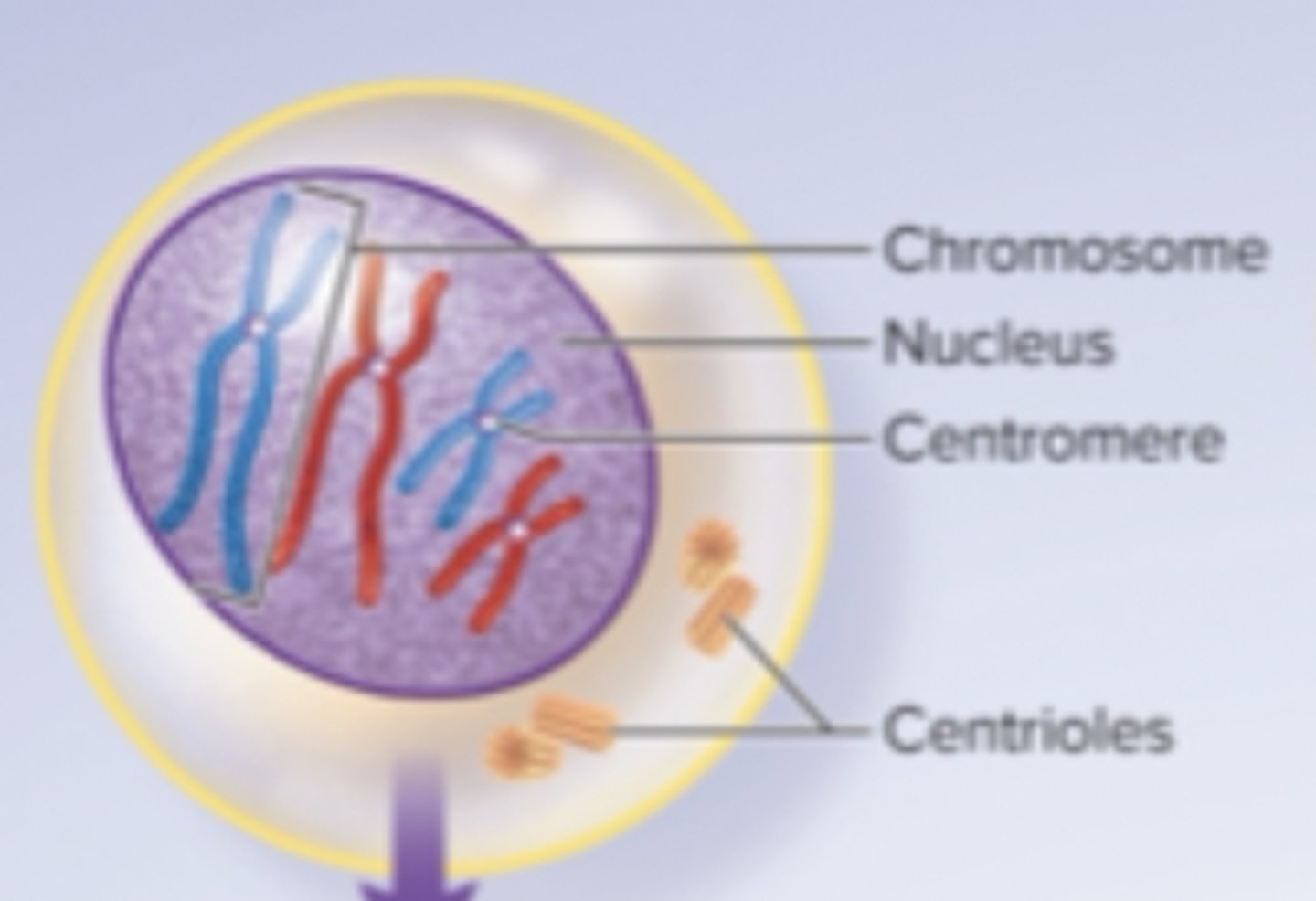 <p>chromatin condenses to form visible chromosomes</p><p>-each chromosome has two chromatids joined by a centromere</p>
