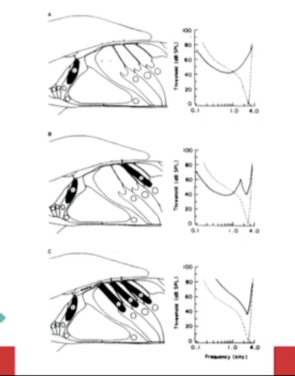 <ul><li><p>when the narrow v shape curve becomes more flat, it starts to become difficult to hear lower sounds </p></li><li><p>you have frequency smearing </p></li></ul>