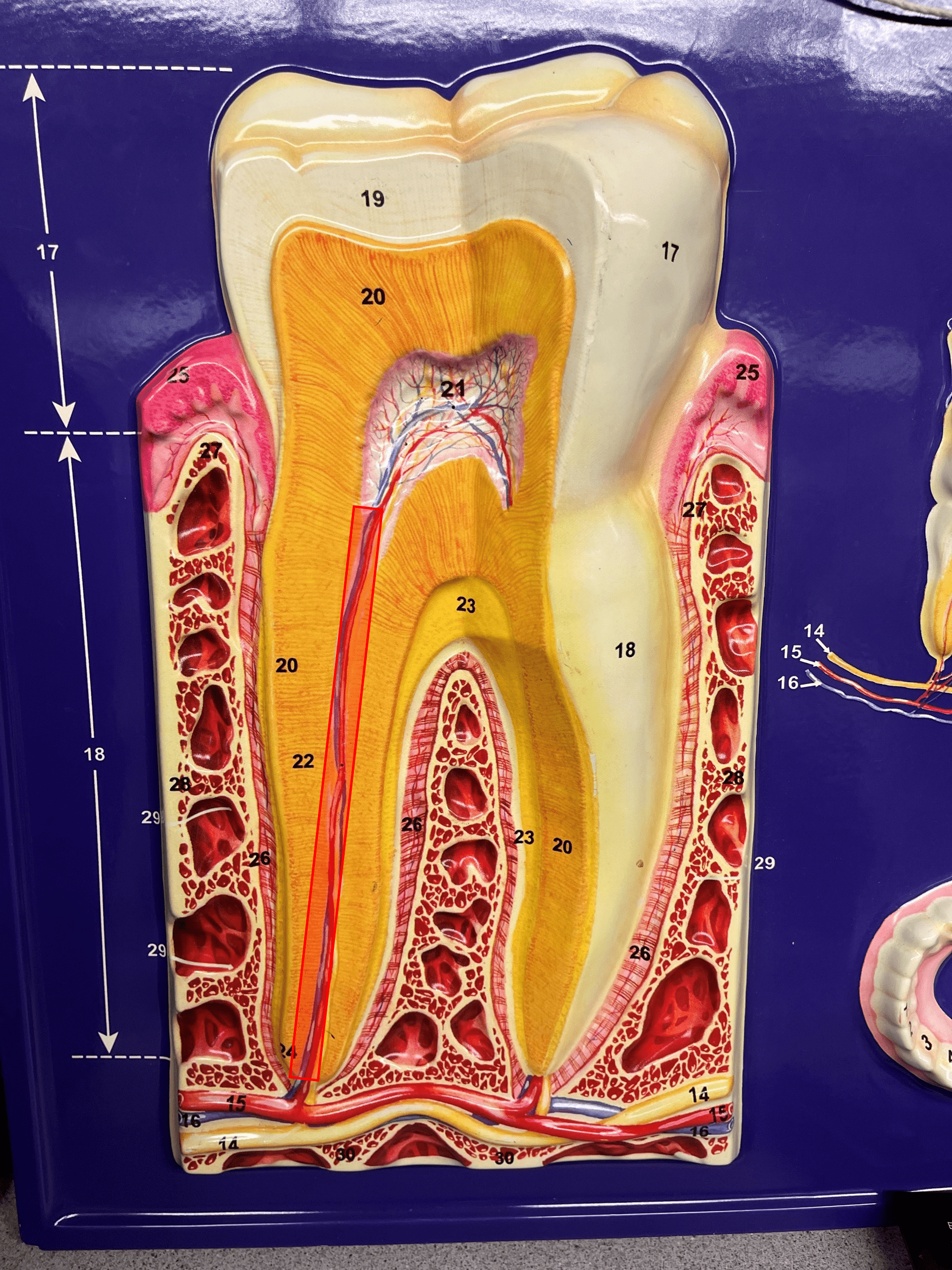 • A slender channel in the root of the tooth.

• The continuation of the pulp cavity and pulp into the root of the tooth.