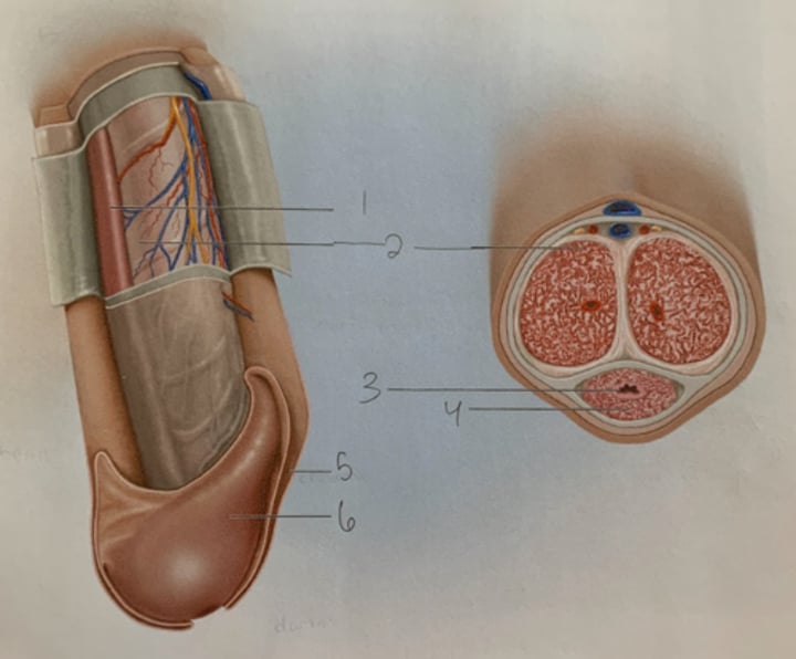 <p>What view is image on right?</p>
