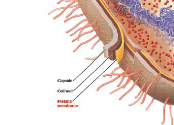 <p>plasma membrane → cell wall → capsule</p><p>no, only plasma membrane is in all</p>