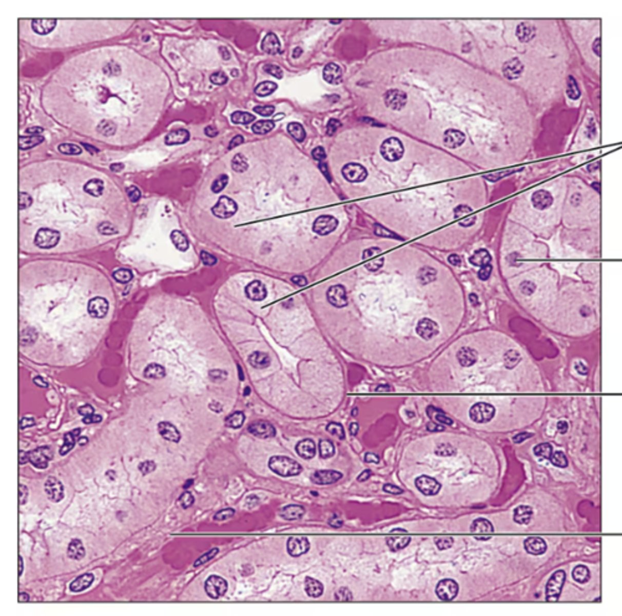 <p>Identify the tissue.</p>
