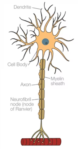 <p>Transmits nerve impulses from CNS to muscles or glands; short dendrites but long axons</p>