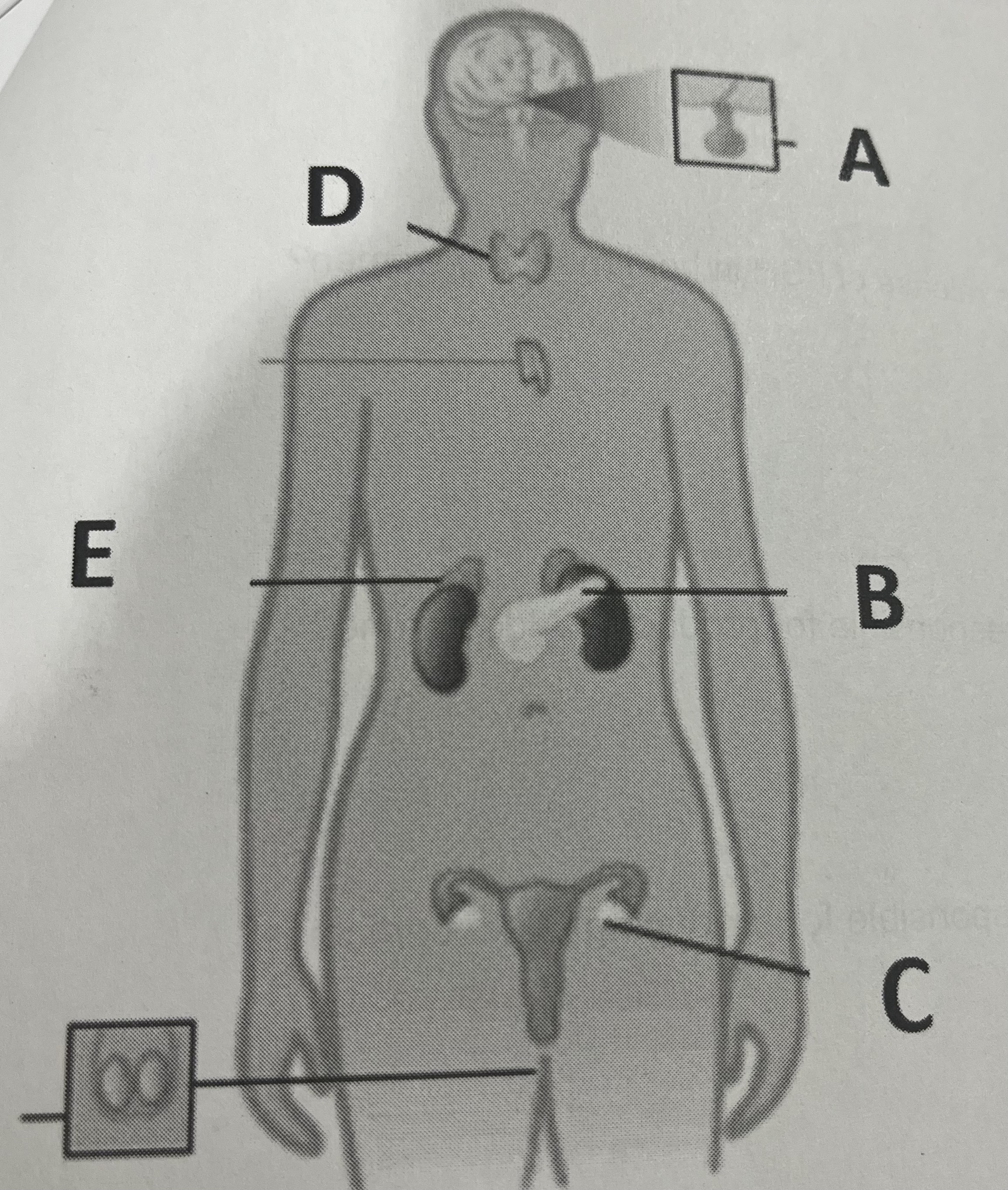 <p>Which structure releases aldosterone?</p>
