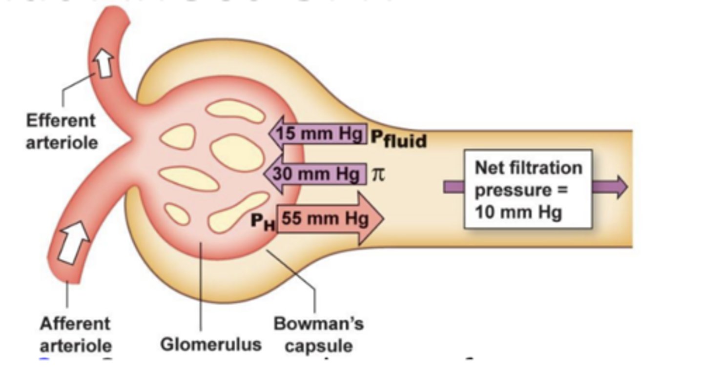 <p>what factors affect GFR? what is the equation for net glomerular filtration pressure?</p>