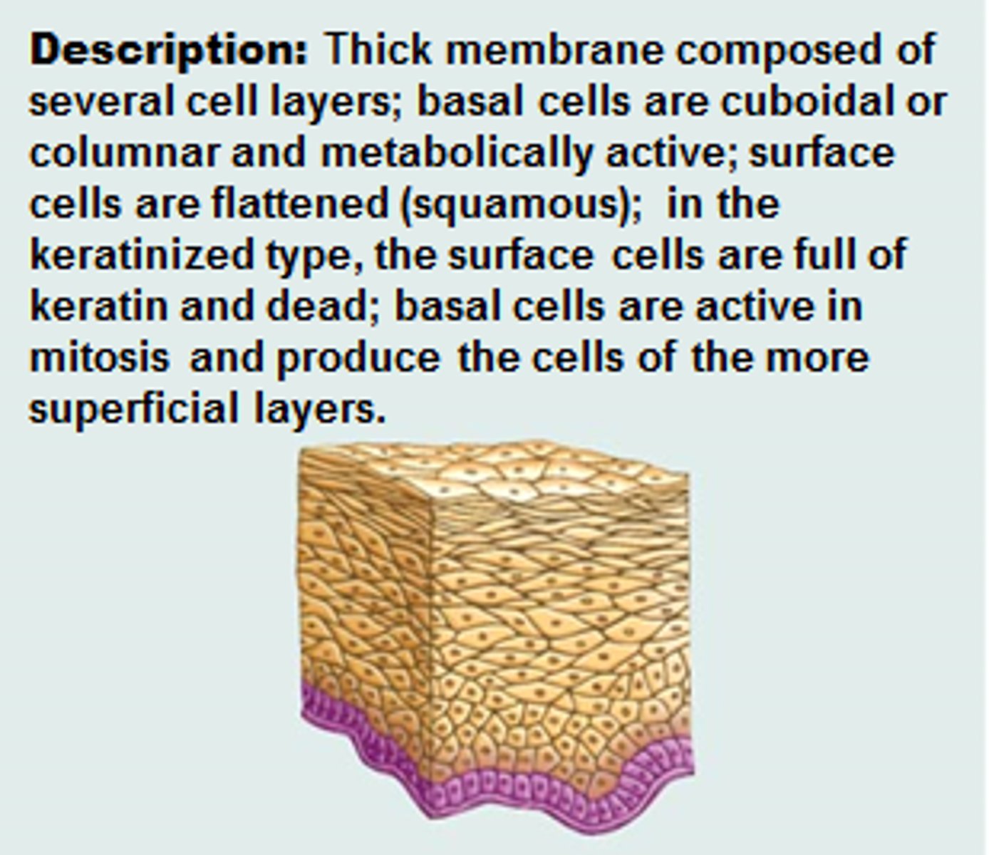 <p>thick membrane composed of several cell layers; basal cells are cuboidal or columnar and metabolically active; surface cells are flattened (squamous); in the keratinized type, the surface cells are full of keratin and dead; basal cells are active in mitosis and produce the cells of the more superficial layers</p>