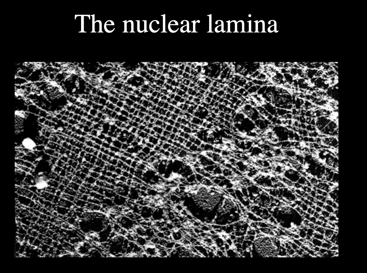 <ul><li><p>Lamins</p><ul><li><p>A B and C</p></li></ul></li><li><p>cross linked protein fibres</p></li><li><p>solid stuff the keep chromatin in</p><ul><li><p>the membrane is only like a bubble</p></li></ul></li></ul><p></p>
