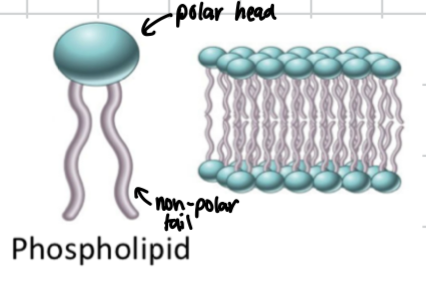 <ul><li><p>modified triglyceride</p><ul><li><p>amphipathic</p></li></ul></li><li><p>cell membranes</p></li><li><p>2 tails instead of 3</p></li></ul><p></p>