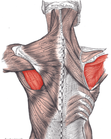 <ul><li><p>Proximal:</p><ul><li><p>Infraspinous fossa of scapula</p></li></ul></li><li><p>Distal:</p><ul><li><p>Middle facet of the greater tubercle of humerus</p></li></ul></li><li><p>Action:</p><ul><li><p>Lateral rotation of the humerus</p></li><li><p>Stabilizes the glenohumeral joint</p></li></ul></li><li><p>Innervation:</p><ul><li><p>Suprascapular nerve (C5–C6)</p></li></ul></li></ul><p></p>