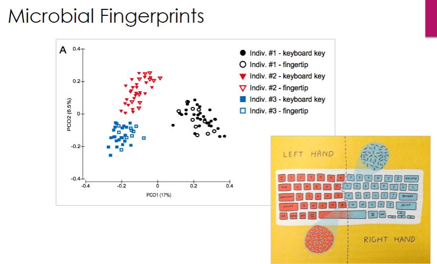 <p>This slide describes how you can predict where people have been based on their microbe on their hands. So both your hands have very different microbial communities as one could be dominant and the other not, because you touch/interact with your dominant. So you can change the component of your left or right hand.</p>