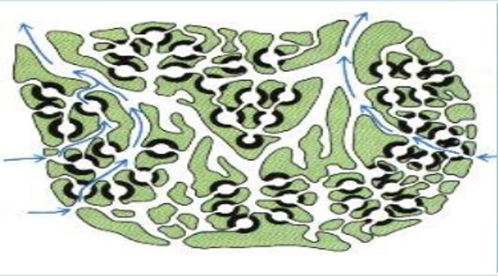 <p>Most complex &amp; highest degree of folding<br>Many chambers(osculum) &amp; reduced spongocoel</p>