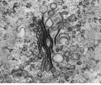 <p>stack of membrane bound flattened sacs, receives proteins vesicles from RER and modifies them, the repackaged to vesicles</p>