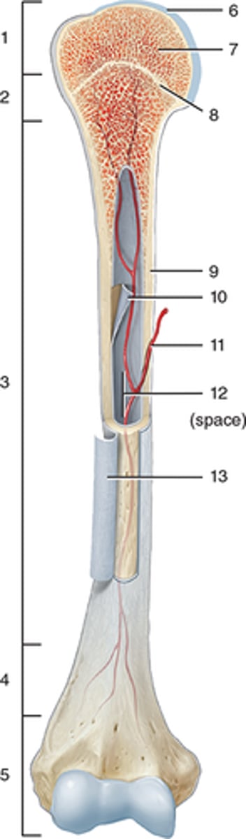 <p>Proximal Metaphysis</p>