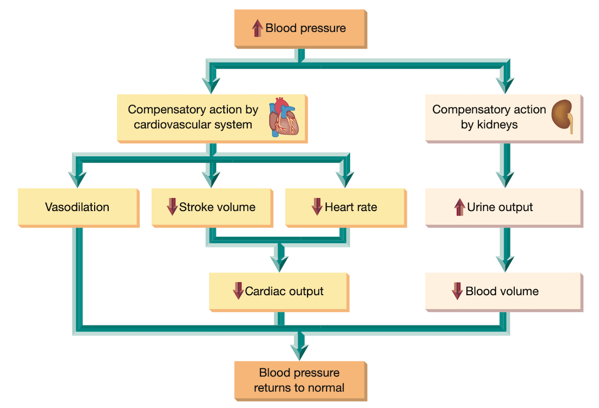 <p>blood vessels to rupture or restrict blood flow to critical organs</p>