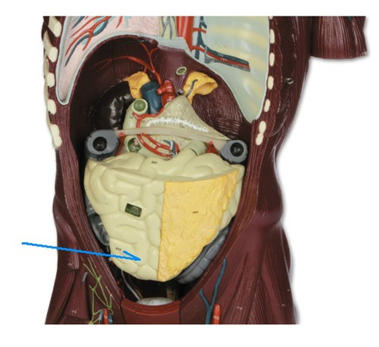 <p>Identify the structure, organ, or bone.</p>
