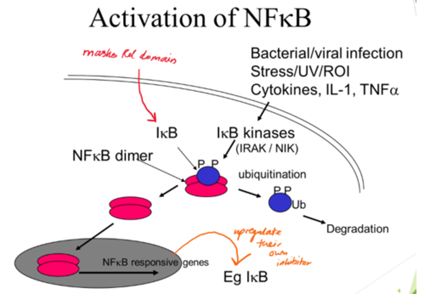 <p>The part of NFKB that's typically inactivated by IKB</p>