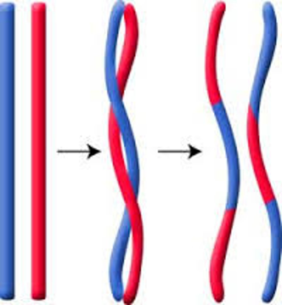 <p>An exchange of genetic material between homologous chromosomes during anaphase I of meiosis; contributes to the genetic variability in gametes and ultimately in offspring.</p>