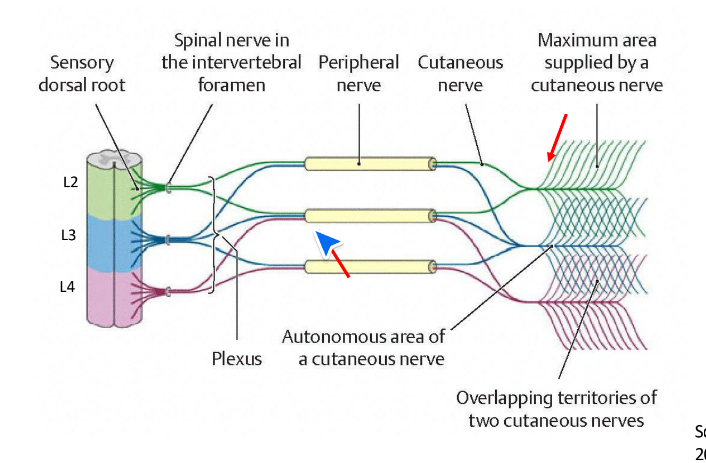 <p>if one nerve is damaged (if theres compression), it can receive info from other nerves. Backup system.</p>