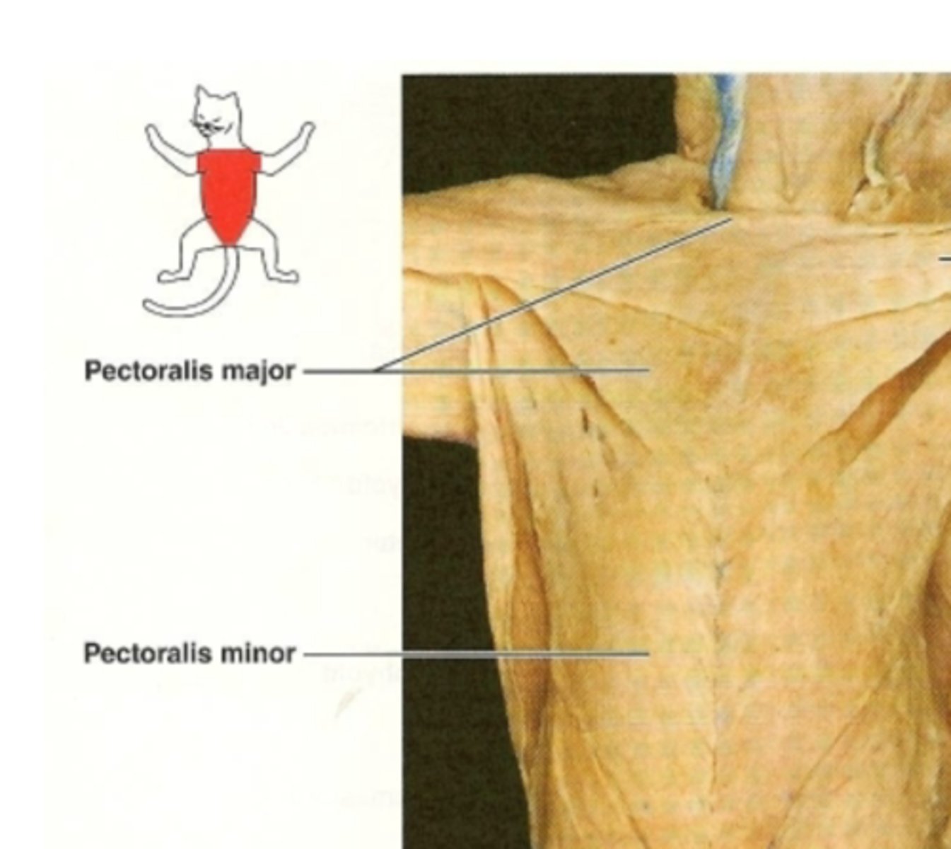 <p>name this muscle</p>