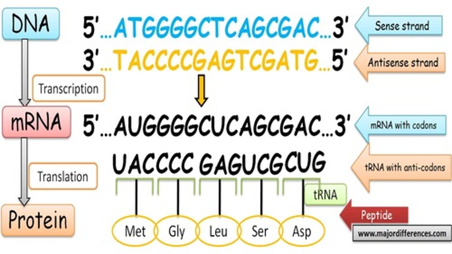 <p>cannot go on to make protein. Thus, the gene from which this mRNA comes is silenced since it cannot express itself by making a protein</p>