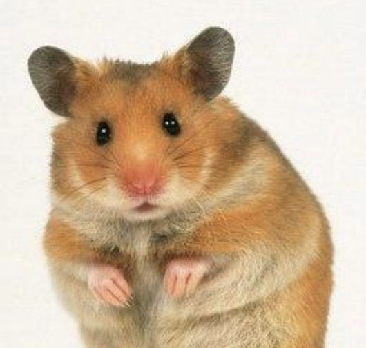 <p>What type of hamster is also called a golden or teddy bear hamster? It is the species M. auratus and is the most common type.</p>