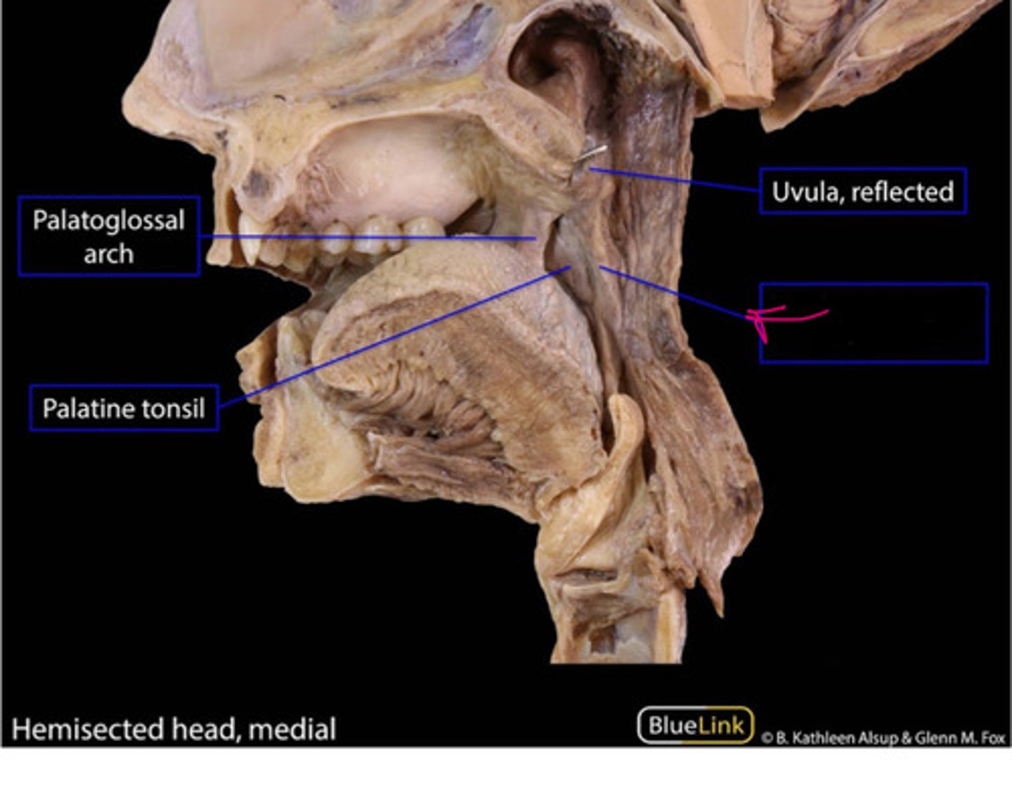 knowt flashcard image