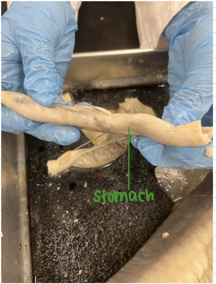 <p>shark</p><p>stomach</p>