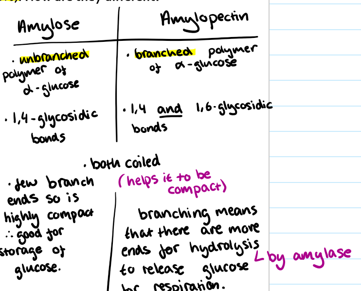 <p>How are amylose and amylopectin different? </p>