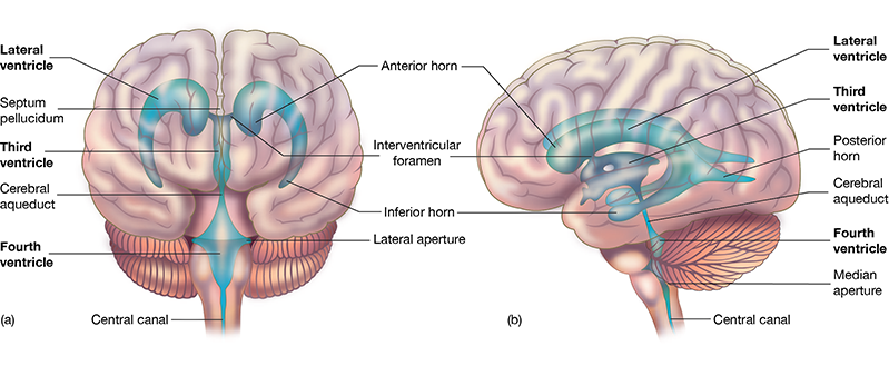 <p><span><strong><span>4. Ventricles and Cerebrospinal Fluid (CSF)</span></strong></span></p>
