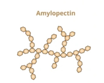 <p>Branched α-glucose chain </p><p>1,4 and 1,6 glycosidic bonds</p><p>branches allow rapid glucose release.</p>
