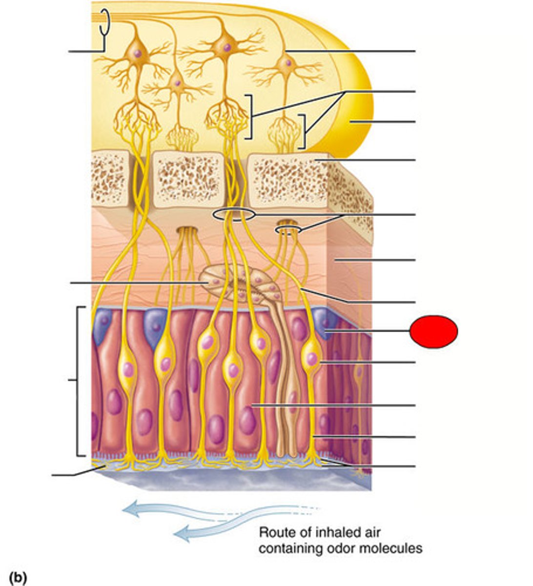 <p>Replace old sensory neurons every few months</p>