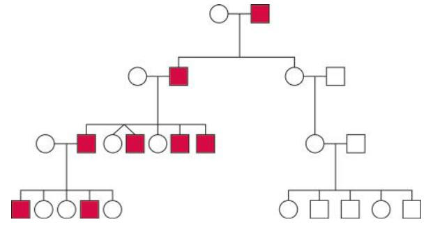 Human family pedigree showing inheritance of the Y chromosome. Females and males are denoted by circles and squares, respectively. Red symbols indicate individuals who inherited the same Y chromosome.