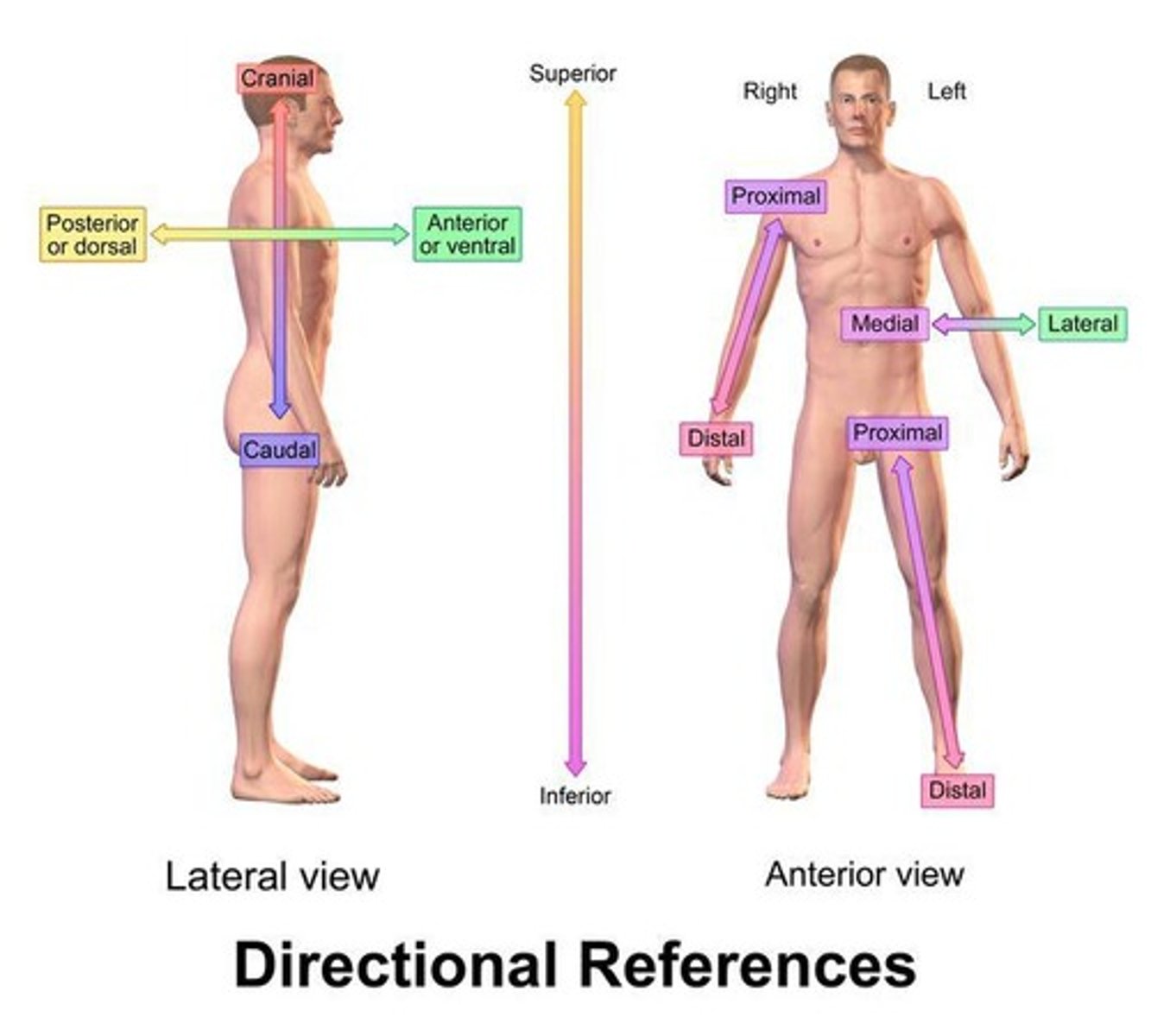 <p>The organ that serves as the control center of the nervous system.</p>