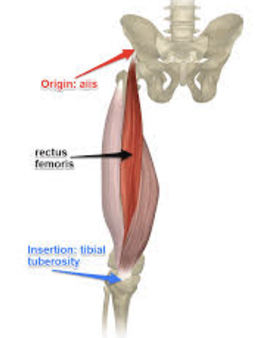 <ul><li><p>medial posterior femur</p></li><li><p>extend knee, flex hip</p></li></ul><p></p>