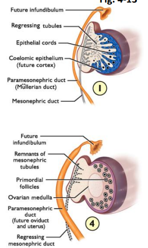 infundibulum     $$(ADD FUNCTIONS)$$

primordial follicles

ovarian medulla

future oviduct and uterus